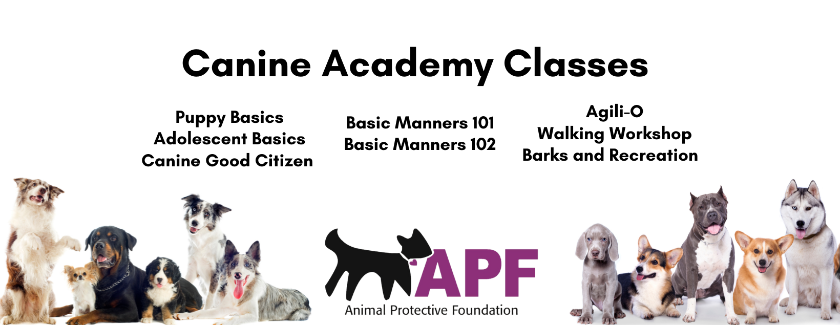 Canine Academy