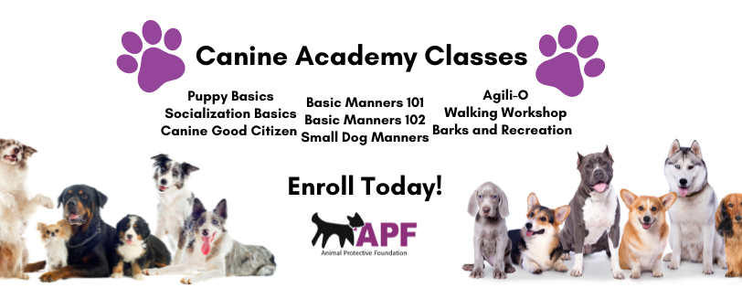 Canine Academy