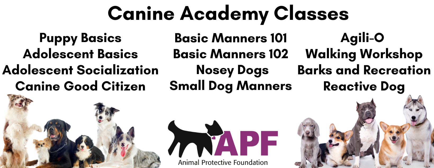 Canine Academy